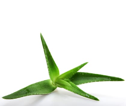 Aloe vera plant isolated on white.