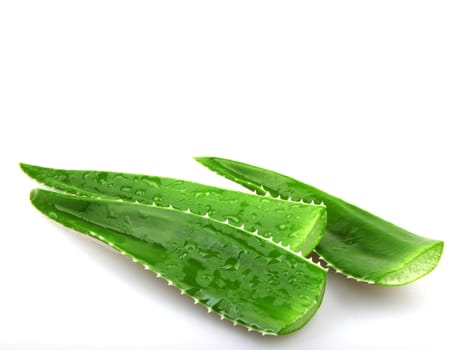 Aloe vera plant isolated on white.