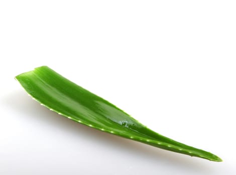 Aloe vera plant isolated on white.