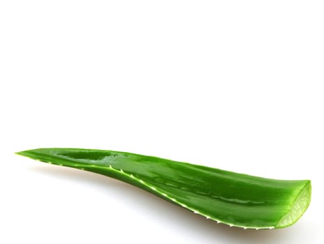 Aloe vera plant isolated on white.