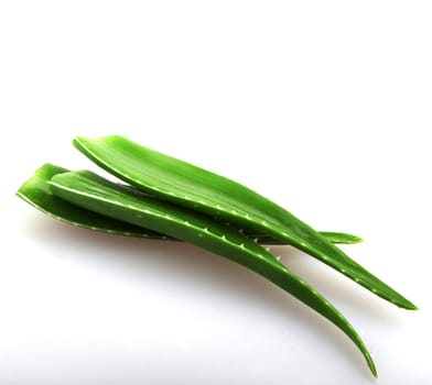 Aloe vera plant isolated on white.