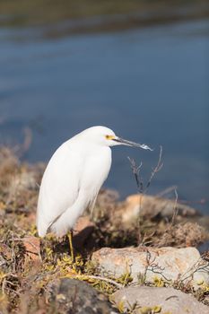 Snowy Egret, Egretta thula, bird forages in a marsh in Huntington Beach, Southern California, United States