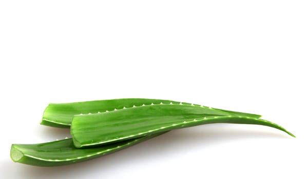 Aloe vera plant isolated on white.