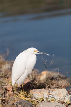 Snowy Egret, Egretta thula, bird forages in a marsh in Huntington Beach, Southern California, United States