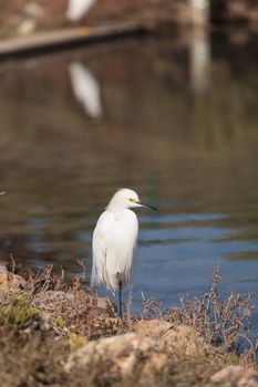 Snowy Egret, Egretta thula, bird forages in a marsh in Huntington Beach, Southern California, United States