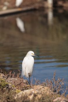 Snowy Egret, Egretta thula, bird forages in a marsh in Huntington Beach, Southern California, United States