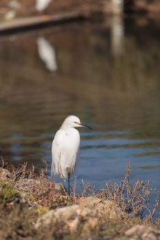 Snowy Egret, Egretta thula, bird forages in a marsh in Huntington Beach, Southern California, United States