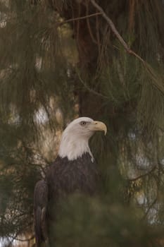 Southern Bald Eagle, Haliaeetus leucocephalus leucocephalus, can be seen along the waterways of the southern United States