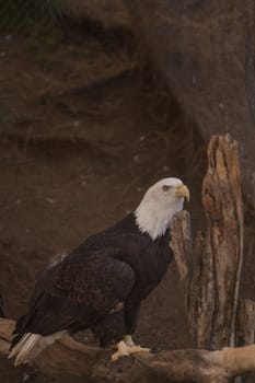 Southern Bald Eagle, Haliaeetus leucocephalus leucocephalus, can be seen along the waterways of the southern United States