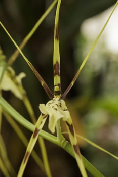 Spider orchid, Brasiia maculata, blooms in a botanical garden in a hot house in Los Angeles, California