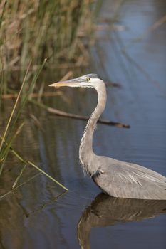 Great blue heron bird, Ardea herodias, in the wild, foraging in a lake in Huntington Beach, California, United States