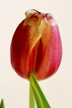 Red tulip isolated on white close to