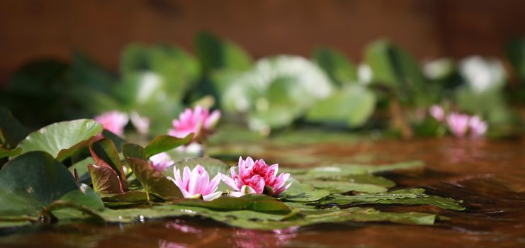 wildflower waterlily blossoms in nature