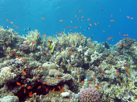 coral reef with hard coral and exotic fishes at the bottom of tropical sea