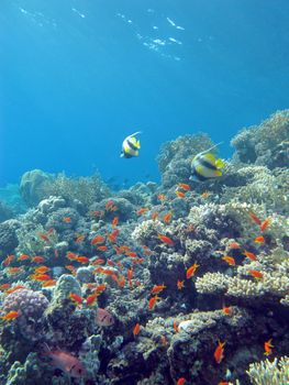 colorful coral reef with exotic fishes at the bottom of tropical sea on blue water background