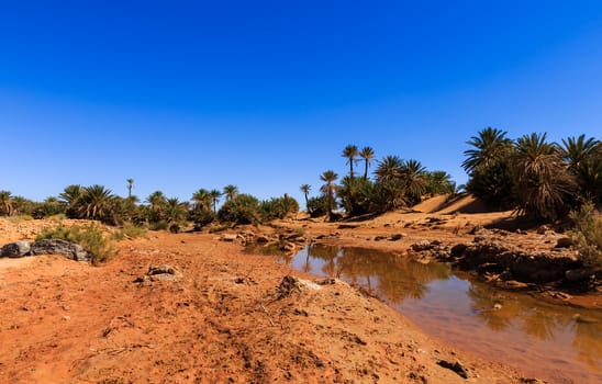 water in the oasis, Sahara desert, Morocco