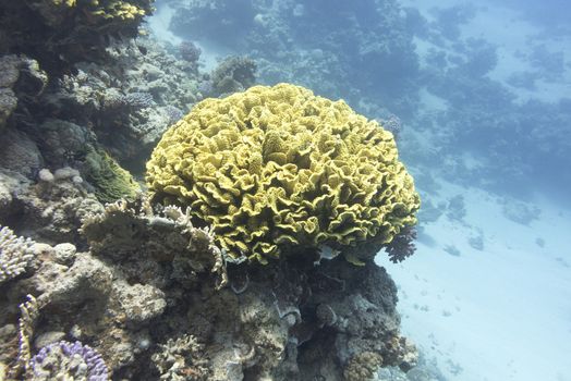 coral reef with yellow coral turbinaria mesenterina at the bottom of tropical sea, underwater