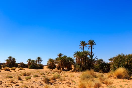 palm trees in the  desert oasi morocco sahara africa 