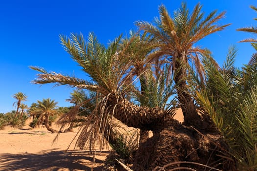 date palms in the Sahara desert, Morocco