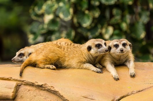 Meerkat resting on ground in zoo, Thailand.