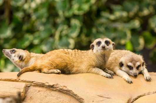 Meerkat resting on ground in zoo, Thailand.