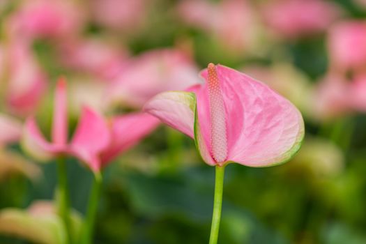 Closeup on spadix flower in rainforest, solf focus.