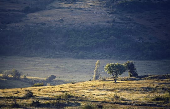 Lone tree in the spring mountains of Crimea