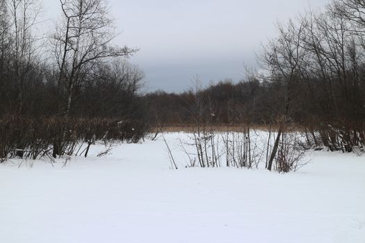 snow-covered swamp dramatic  winter landscape
