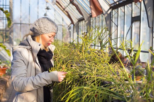 Florists woman working with flowers in a greenhouse. 