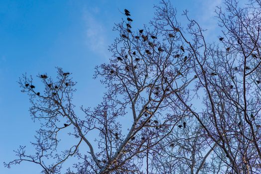 Birds are sitting on the branches of trees under blue sky in the winter time.