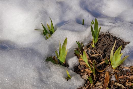 Flowers growing through the snow in february.
