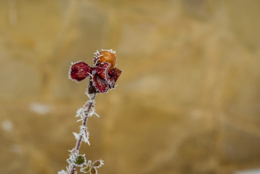 Red rose covered with frost during winter time.