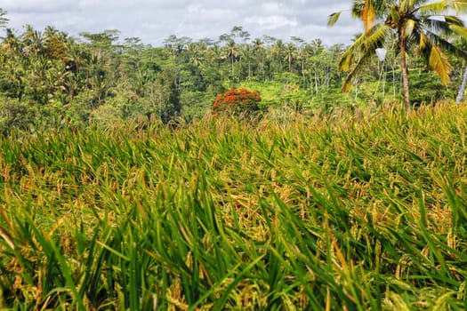 a beautiful landscape in bali indonesia asia