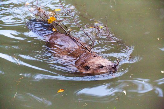 a beaver at the bavarian forest national park germany