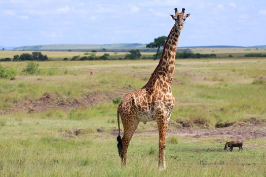 a giraffe at the masai mara national park kenya