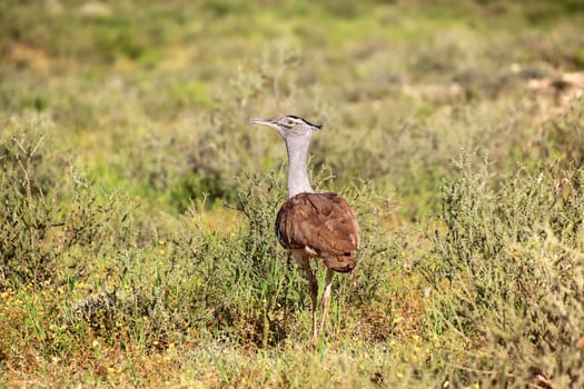 a kori bustard at kgalagadi transfrontier national park south africa