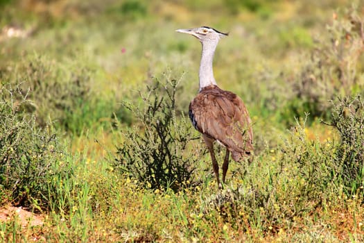 a kori bustard at kgalagadi transfrontier national park south africa