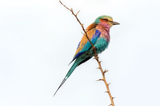 a lilac breasted roller at the kruger national park