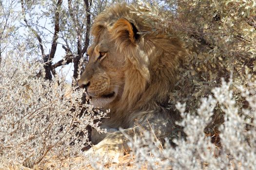 a lion in the bush at kgalagadi national park 