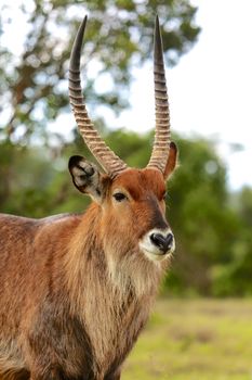 a portrait of a waterbuck at the masai mara national park kenya