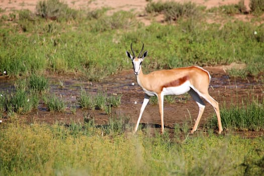 a springbok at the kgalagadi transfrontier park south africa