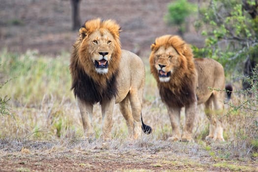 amazing lions at kruger