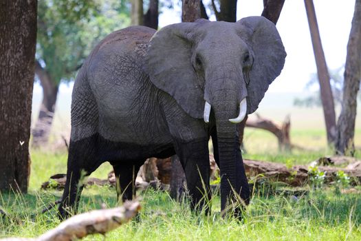 an elephant at masai mara national park Kenya