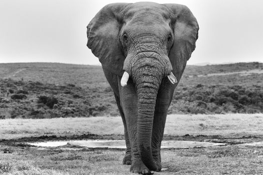 an elephant at the addo elephant park south africa