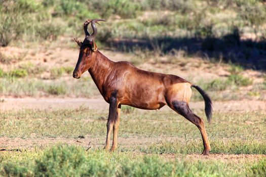 an hartebeest at kgalagadi transfrontier park south africa