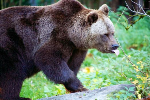 bear at the Bavarian Forest National Park germany