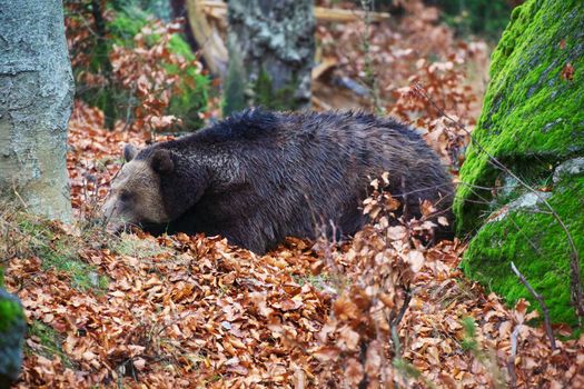 bear at the Bavarian Forest National Park germany