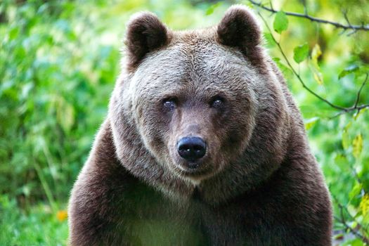 bear at the Bavarian Forest National Park germany