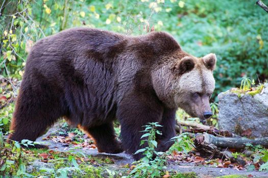 bear at the Bavarian Forest National Park germany