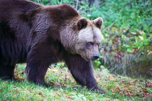 bear at the Bavarian Forest National Park germany